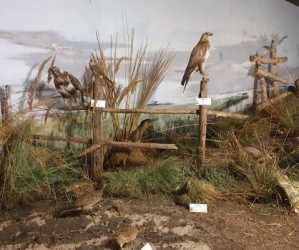 BAŁTYCKA PRZYGODA - Lasertag, Archertag wycieczka Krajobrazy Wyspy Wolin, Militarna Przygoda a dla chętnych wycieczka do Berlina. Kolonie 7-13 lat, Obóz 14-18 lat